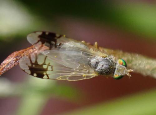 Trupanea stellata